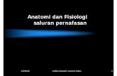 Anatomi dan Fisiologi saluran pernafasan - Zullies Ikawati's Weblog