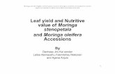 Leaf yield and Nutritive value of Moringa stenopetala