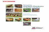 Keeping Garden Chickens - North Carolina Cooperative Extension