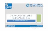A&P I The Nervous System & Special Senses Lab Final SI