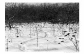 Pheasant tracks in the snow. According to Aldo Leopold ...