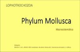 Phylum Mollusca - fcen.uncuyo.edu.ar