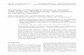 Morphology and karyology of Antirrhinum rothmaleri comb ...
