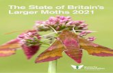 STATE OF BRITAIN’S LARGER MOTHS 2021 | BUTTERFLY ...