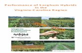 Performance of Sorghum Hybrids in the Virginia‐Carolina Region