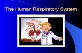The Human Respiratory System - Weebly
