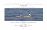 Western & Clark's Grebe Conservation and Management in ...