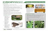Brown Marmorated Stink Bug - Compass Ag Services