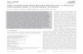 Fatty Acid/Phospholipid Blended Membranes: A Potential ...