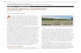 Sweet cherry rootstocks - Oregon State University