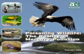 Poisoning Wildlife: The Reality of Mercury Pollution