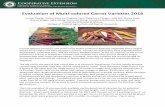 Evaluation of Multi-colored Carrot Varieties 2018