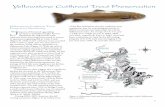 Yellowstone Cutthroat Trout Preservation - National Park Service