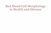 Red Blood Cell Morphology in Health and Disease
