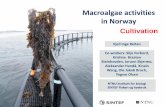 Macroalgae activities in Norway - Nordic Innovation