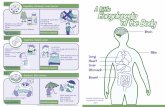 ALittle Encyclopedia of the Body 2012 eng