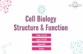 Cell Biology Structure & Function