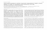 Myosin regulatory light chain and motility