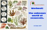 Workout: The unknown world of seaweeds.