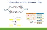 DNA Replication/ PCR/ Restriction Digests