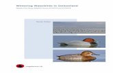 Wintering Waterbirds in Switzerland