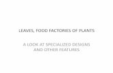 LEAVES, FOOD FACTORIES OF PLANTS A LOOK AT SPECIALIZED ...