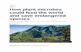 FEATURE MICROBES How plant microbes could feed the world