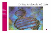 DNA: Molecule of Life