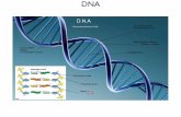 DNA - Simone Damiano Ph.D. | Simone Damiano