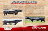 Angus Spring 18 Update - Angus Australia