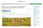 The Ultimate Guide To Wildlife Photography (89 Best Tips!)