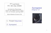 7th Lecture Fri 30 Jan 2009 Synapses