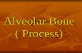 Alveolar Bone ( Process)