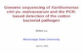 Genome sequencing of Xanthomonas ... - Cotton Incorporated