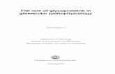 The role of glycoproteins in glomerular pathophysiology