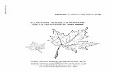 Tapholes in sugar maples: what happens in the tree