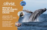 WHALES SE ORTÉ DVENTURE RUISE JANUARY 29–FEBRUARY 5, …
