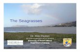 The Seagrasses - University of Hawaiʻi