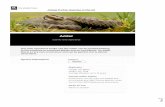 Animal Profile: Reptiles in the UK