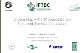 Linkage Map with SNP Dosage Data in Tetraploid
