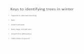 Keys to identifying trees in winter
