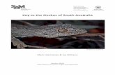 Key to the Geckos of South Australia