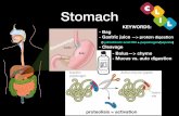 CLIL digestive system 2 - artigianelli.org
