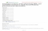 pseudoacacia) rejuvenation microRNA involved in black ...