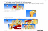 L’épaule : les muscles effecteurs et fixateurs : les ...