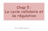 Chap 5 : Le cycle cellulaire et sa régulation