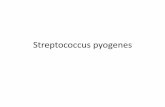 Streptococcus pyogenes - chu.ulg.ac.be
