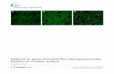Method to grow Actinobacillus pleuropneumoniae biofilm on ...