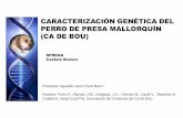 Caracterización genética del Ca de Bou (130916)