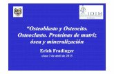 “Osteoblasto y Osteoblasto y OsteocitoOsteocito ...